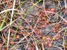 Round-leaved Sundew carnivorous plant Drosera rotundifolia