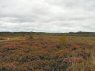 Bog